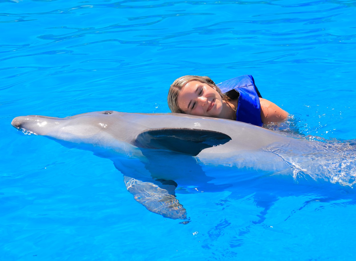 Dolphin Swim3